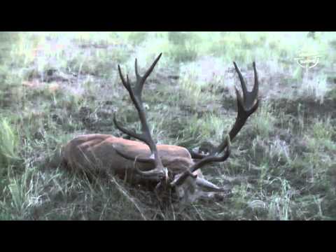 Red stag hunts with UltimateHunting.Eu - hunting in Poland. Hjortejagt i Polen med Ultimate Hunting