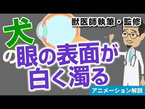 犬の目のケア - 病気の発見と予防