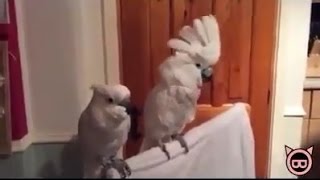 So You Think You Can Dance? Pet Version. Oh Yeah...