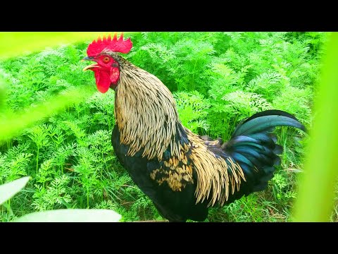 Amazing Rooster Crowing Compilation Plus 2024 Rooster sound effect video