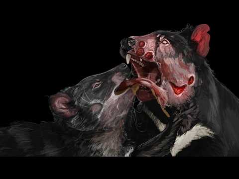 Tasmanian Devil: The Animal That Just Doesn't Make Sense