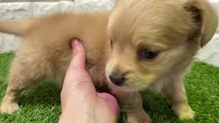 ハーフ犬の動画01