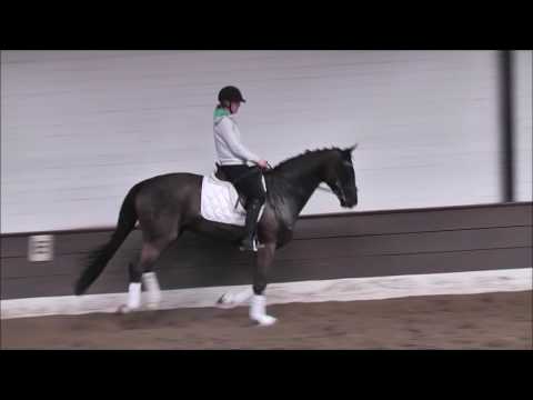 SONIC 5j. Wall. v. San Amour - Carbid -for sale- VB 15.000,- Euro