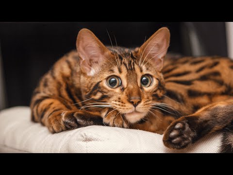 How to Determine Your Cat's Breed?