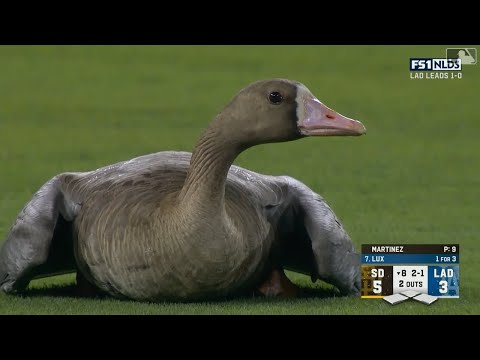 , title : '【MLB】メジャーのフィールド上に動物集 Part 1 動物・ガチョウ・鳥　かわいい'