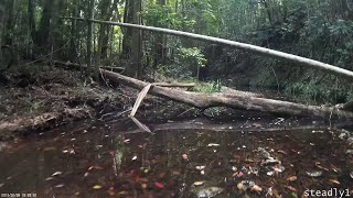 preview picture of video 'Woolgoolga Creek Mini Quadcopter Part 1'