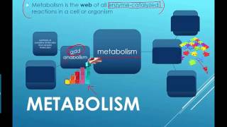 Metabolism Intro (2016) IB Biology