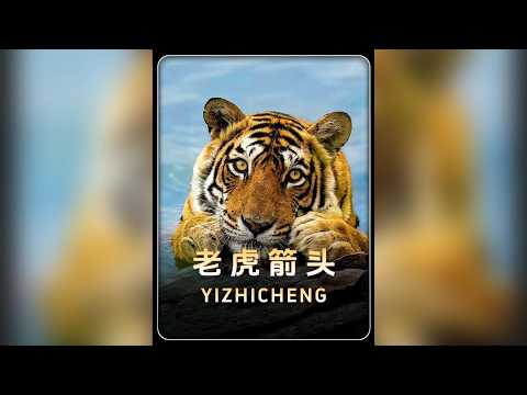 晚安 箭頭 #老虎 #箭頭 #世界上最勇猛的動物 #熱點