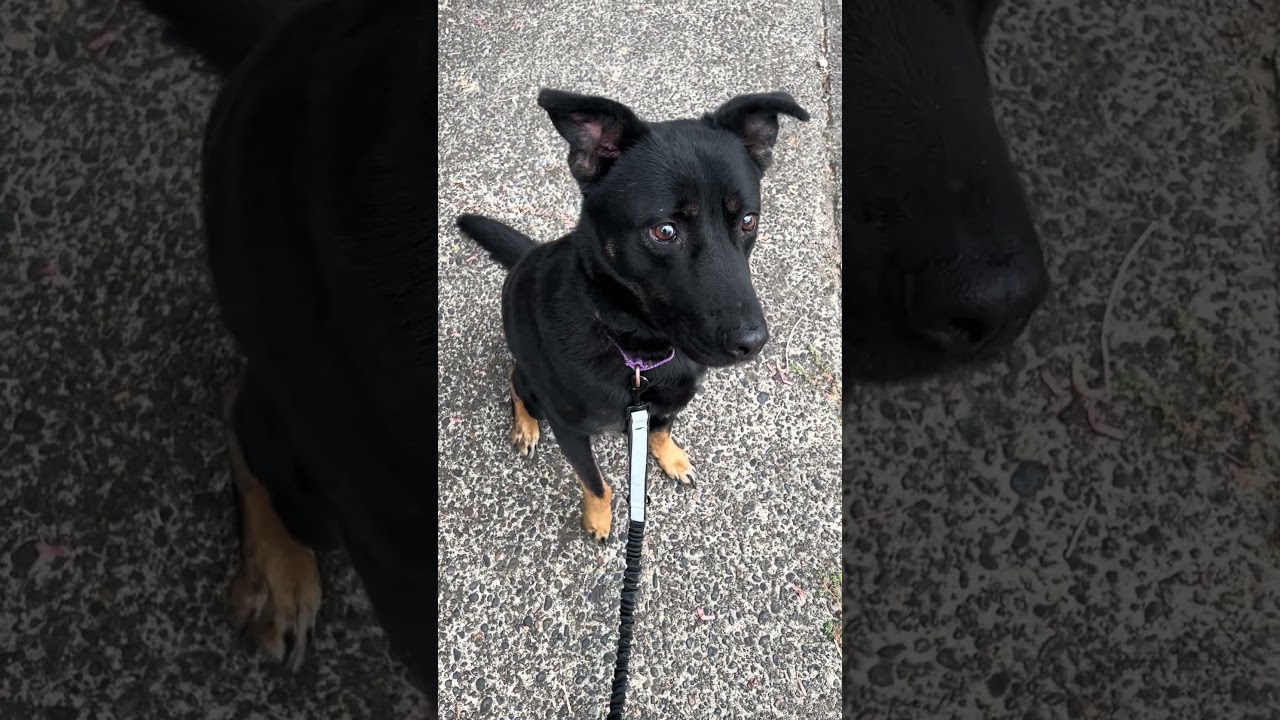 Gordon, a ADOPTABLE mixed breed in Tigard, OR video 4/4