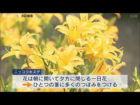 園芸 カンゾウ、ニッコウキスゲ