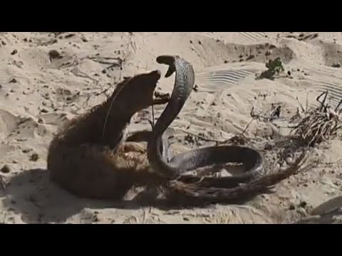 The Most Brutal Fight! Cobra vs Mongoose