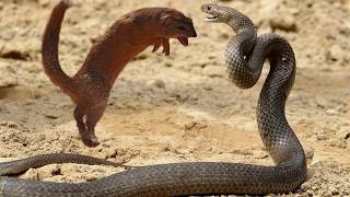 The Most Brutal Fight! Cobra vs Mongoose