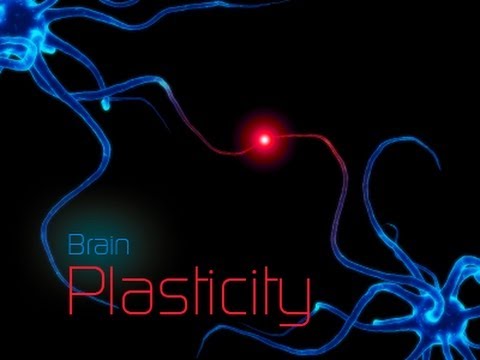 Neuroplasticity & its Role after Vestibular Damage   - Clendaniel & Schubert - 2011 -