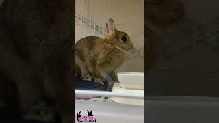 🐇ご飯もぐもぐ