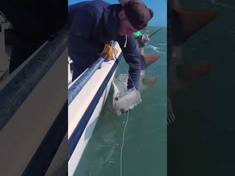 What Fillet Knives I Use??