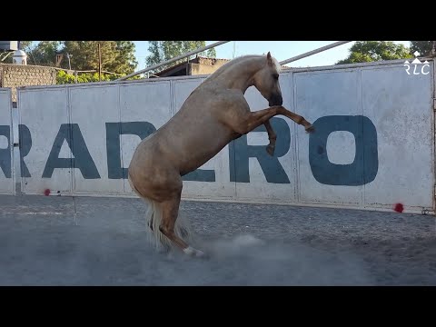 CODICIADO Después de una semana de vacaciones