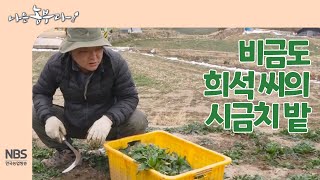 [나는농부다 236회] 비금도 희석 씨의 시금치 밭