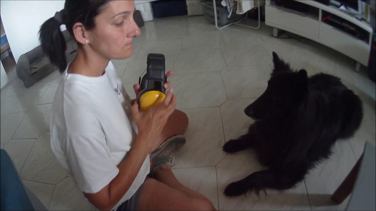 Casque anti-bruit pour chien