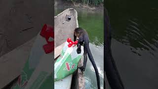 Man on Boat Saves Monkey Struggling in River - 1497311