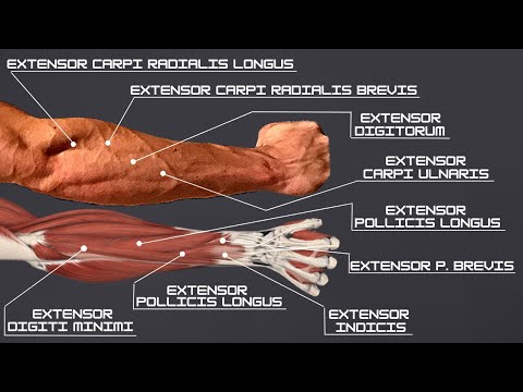 How to Build EVERY FOREARM EXTENSOR in ONE EXERCISE | Workout & Anatomy (Forearm Series Part 2 of 3)