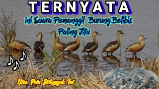 Download lagu suara pemanggil burung belibis paling ampuh || suara bersih dan jernih mp3 Download lagu suara pemanggil burung belibis paling ampuh || suara bersih dan jernih mp3