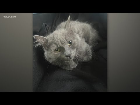 Pet on the Set | Jillian - YouTube