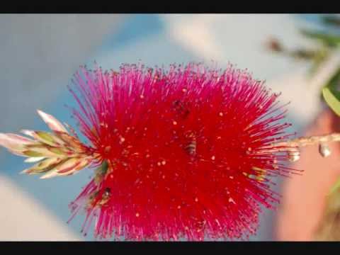 Anna-Majlinda Spiro plays Greensleeves. Piano: Katerina Karabatsa