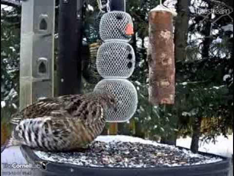 12012013_9:25 AM EST_Ontario FeederWatch Cam_Ruffled Grouse