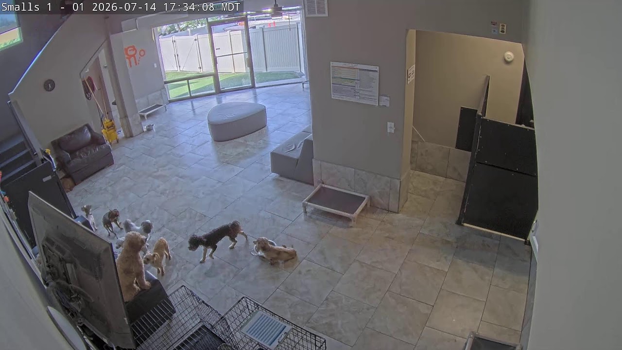 Live webcam view of DogMode Small Dogs Playroom