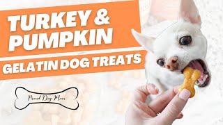 Turkey Pumpkin Gelatin Dog Treats: A Healthy Bite That Benefits Joints & Digestion | Proud Dog Mom