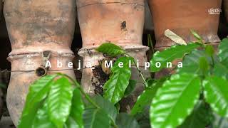 Guardianas Dulces de la Sierra: La Abeja Melipona en Cuetzalan