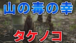 ゆっくり毒物vol.136　タケノコ【ゆっくり解説】