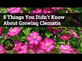 5 Things You Didn T Know About Growing Clematis Discover The Secret To Growing Beautiful Vines