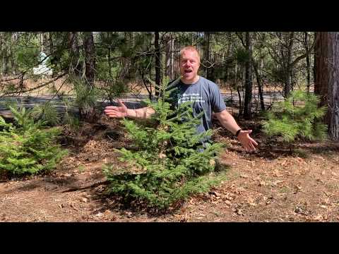 Update - Semester Grading - DCE Spring 2020