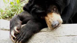 Only the Bears are the Same