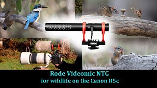 Rode Video Mic NTG. Review for Wildlife Filming
