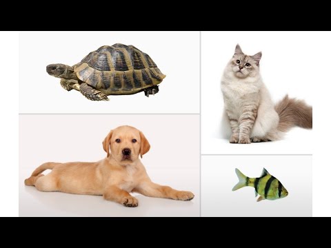 Best Pets for kids | What is the best pet for my child?