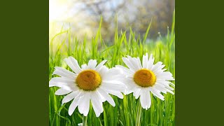 Picking Daisies