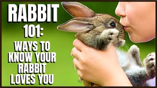 Rabbit 101: Ways to Know Your Rabbit Loves You