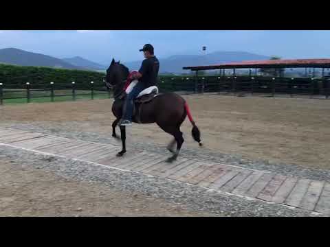 Aguinaldo Navideño de Mi Capricho CompraSaltos