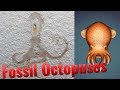 Prehistory of the Octopus