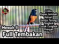 MURAI BATU GACOR FULL ISIAN TEMBAKAN CILILIN GEREJA KENARI KAPAS TEMBAK CUNGKOK PRENJAK