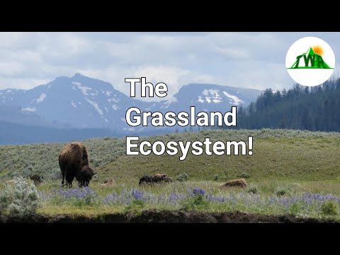 Ecosystems Episode 3: The Grassland Ecosystem!