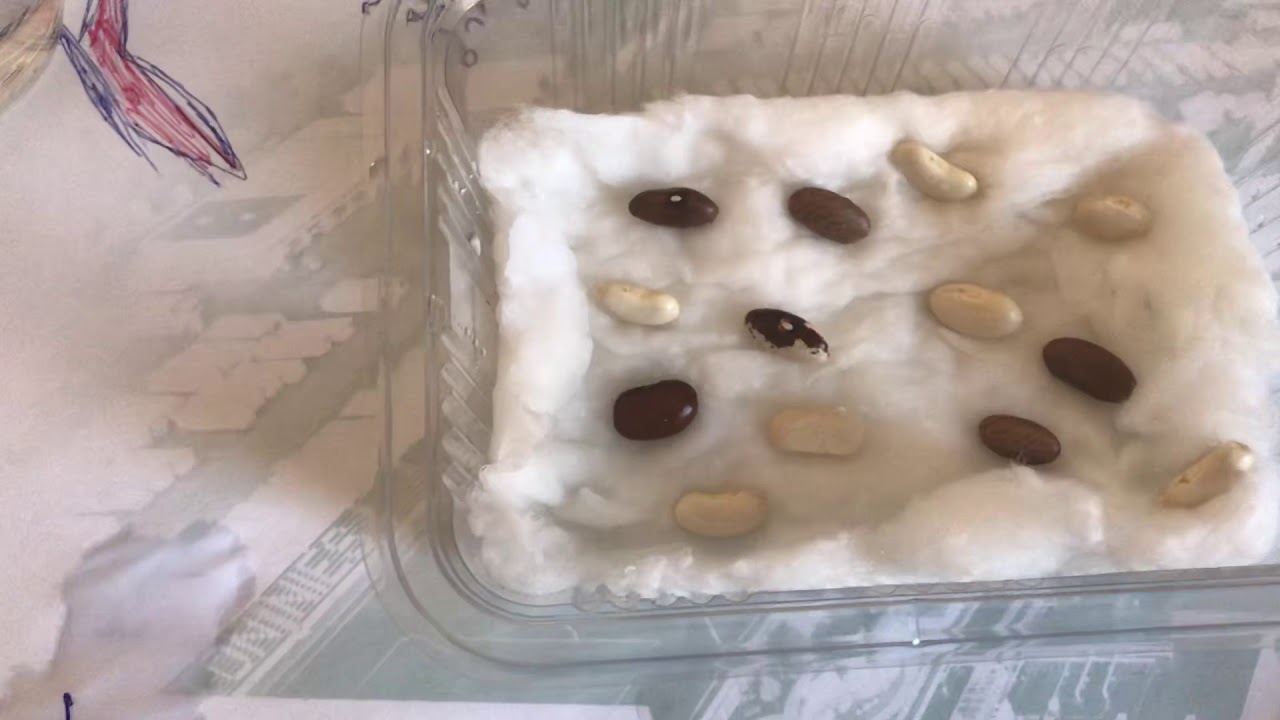 Watch In Cat Timp Incolteste Graul In Ghiveci Now Punem fasolea la încol?it! ????????????????