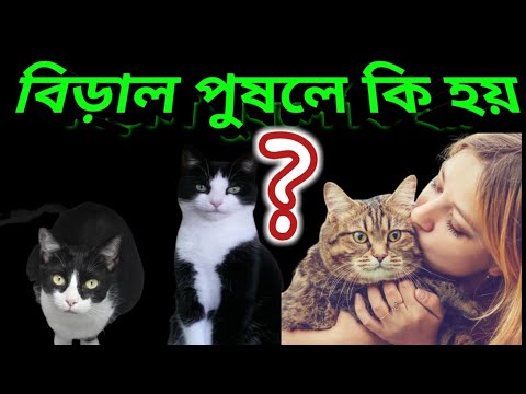 What is happens to a cat.বিড়াল পুষলে কি হয় ?