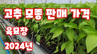 고추모종 판매 가격 2024 괴산청결고추 괴산고추 한국농약백화점 고추 육묘장에서 알려주는 가격 심는시기 구입…
