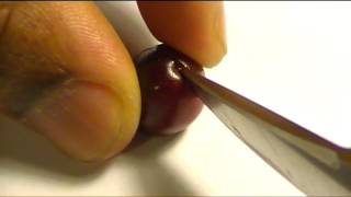 Hansen's Bush Cherries