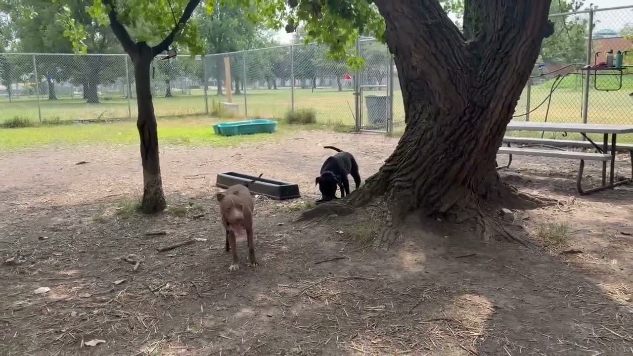 Napa's Video 3
