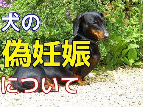 雌犬の心理的妊娠