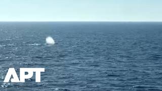 Watch: ‘Timmy’ The Humpback Whale Swims Free Into North Sea After Release | APT